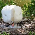 The Billet nature - Swan nesting with eggs
